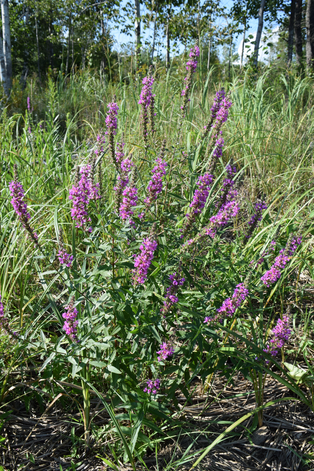 Purple_loosestrife